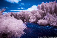 Cottonwoods on the Gunnison