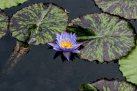 Lily and Floating Flower