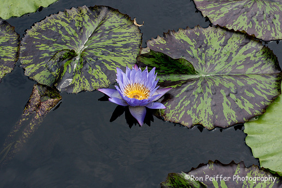 Lily and Floating Flower