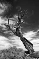 Mesa Tree Number 3