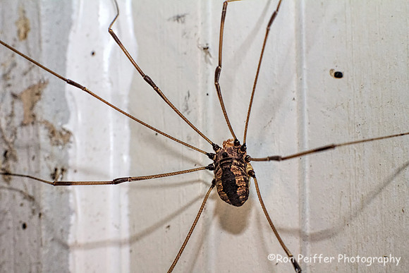Daddy Longlegs