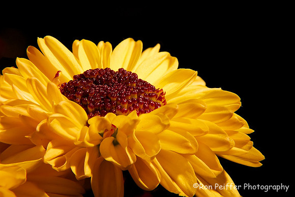 Yellow Dancer