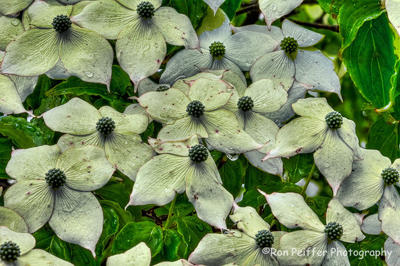 Japanese Dogwood
