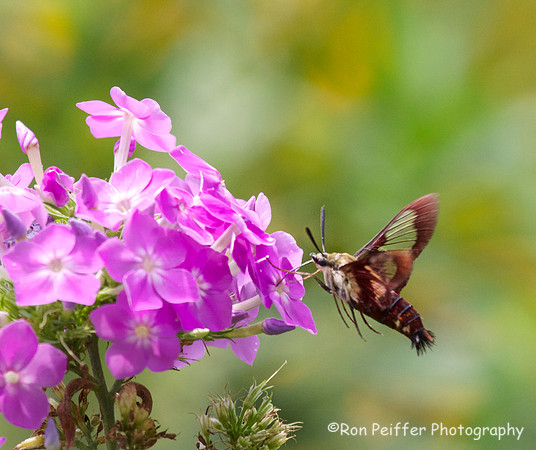 Hummingbird Moth
