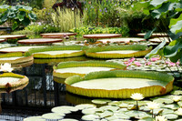 Giant Lily Pads