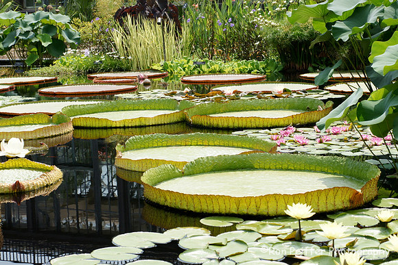 Giant Lily Pads