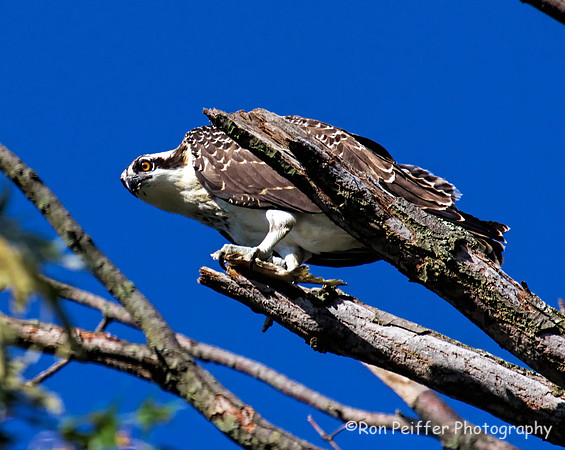 Hanging onto Dinner