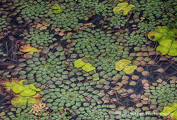 Pond Mosaic