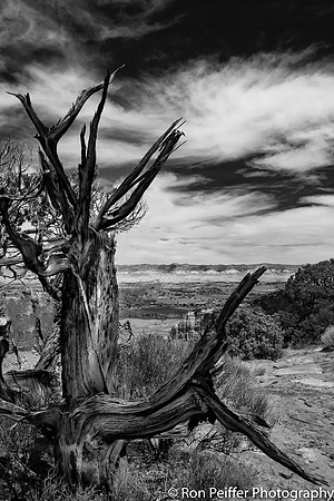 IMG_1655 - Version 2-Edit-Edit-Edit