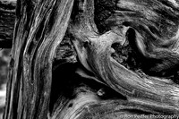 Juniper Puzzle