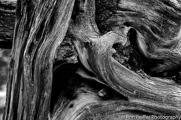 Juniper Puzzle