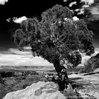 MesaTree7