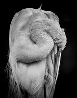 Shy Egret