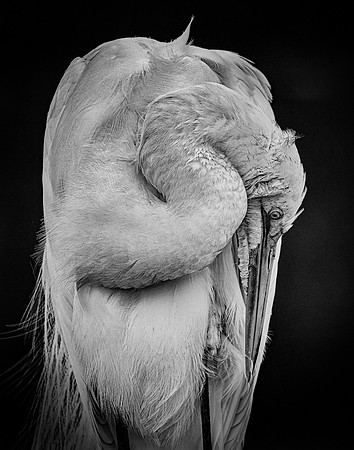 Shy Egret