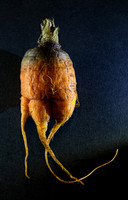 Ghoulish Garden Delights