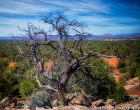 CoyoteFlats17-10