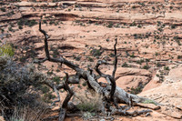 Lime Canyon 2017