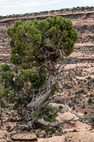 LimeCan0317-6