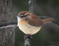 Backyard Birds 2026