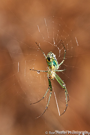 Garden Spider