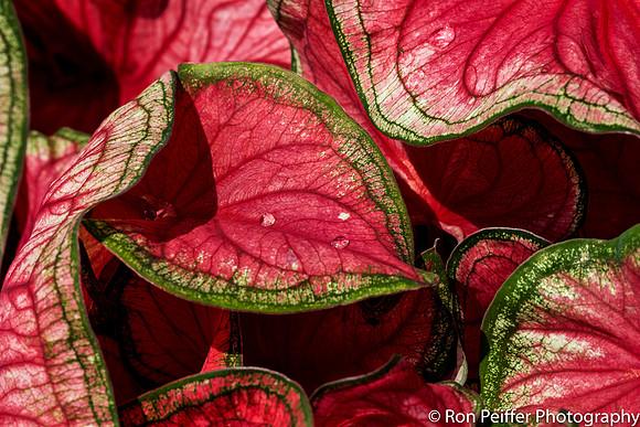 Red and Green