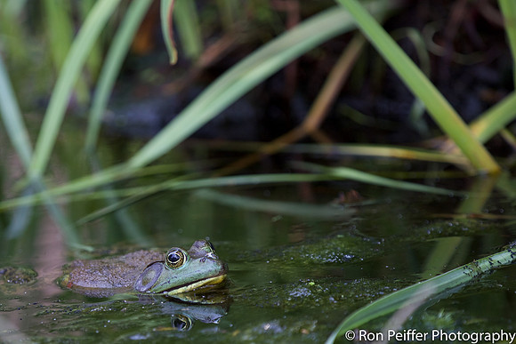 Froggy