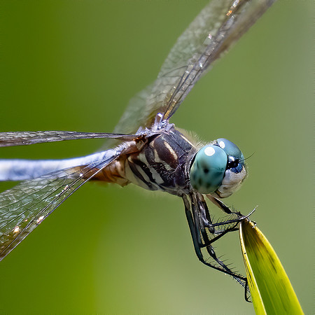 Dragonfly Closeup