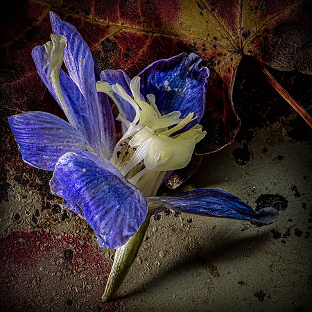 Final Blossom