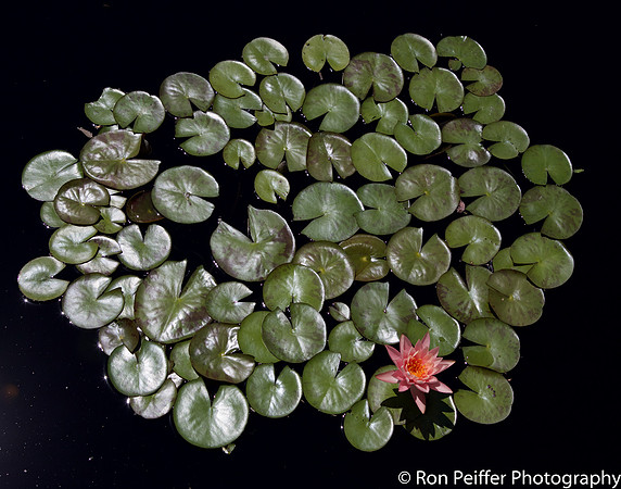 Water Lily Ballet 1