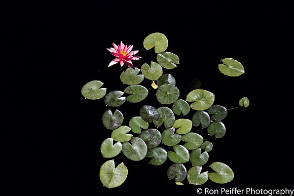 Water Lily Ballet 2