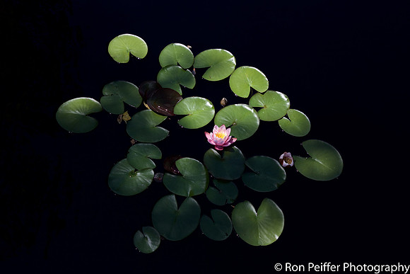 Lily In the Shadows
