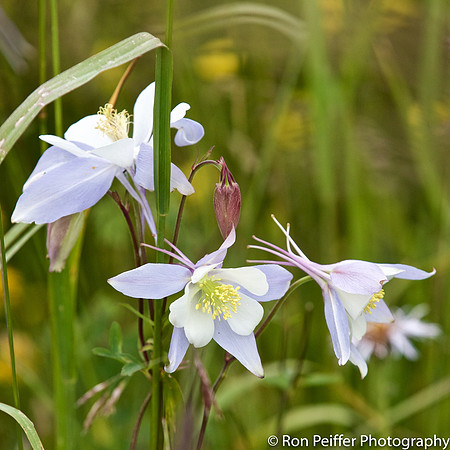 Columbine