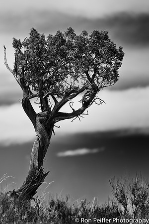 Mesa Tree Number 4