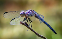 zpurple Fly