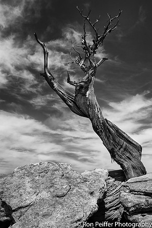 Mesa Tree Number 3