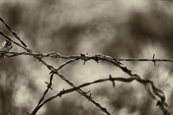 Barbed Wire