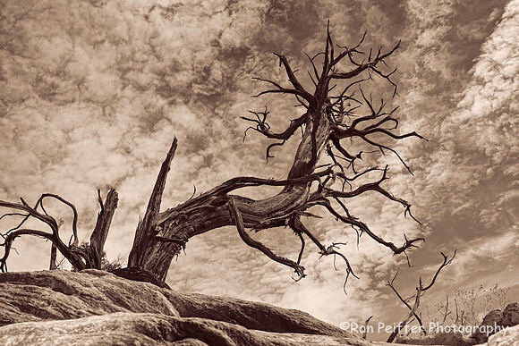 Hardscrabble Pine