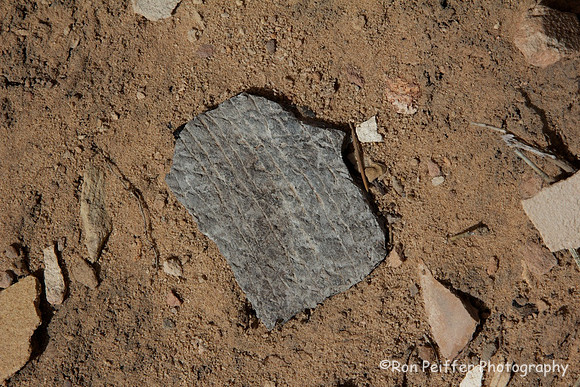 Clapboard Pottery Shard