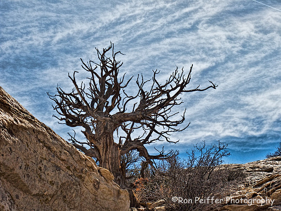 Comb Ridge Pine