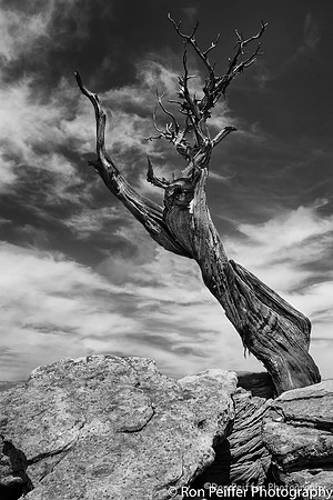 Mesa Tree Number 7