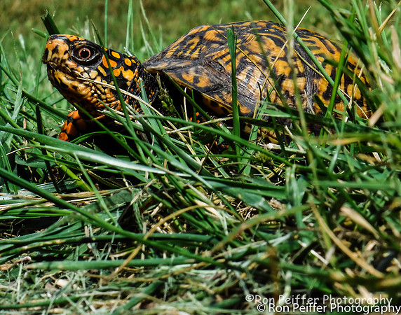 Box Turtle Crossing