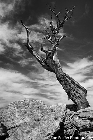 Mesa Tree Number 7