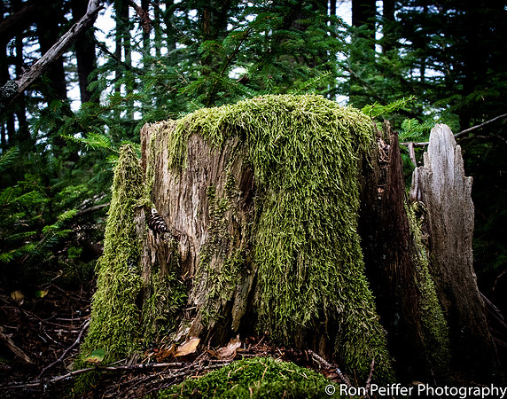 Mossy Crown
