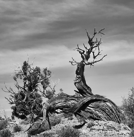 Twisted Pine