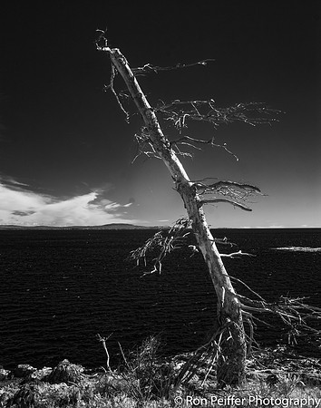 At the Edge of the Sea