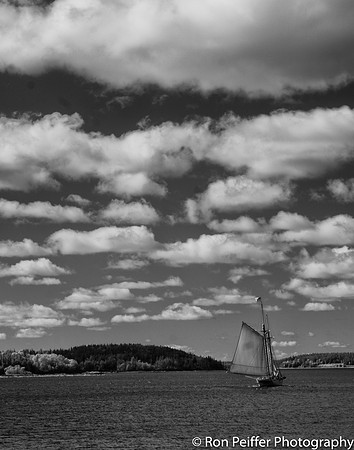 Catch the Wind