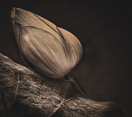 Lotus in Repose