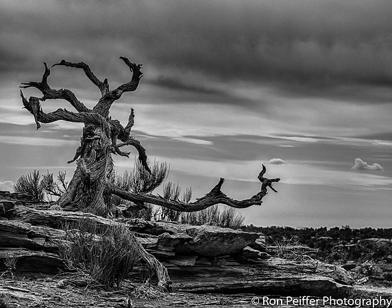 Canyon Rim Tree