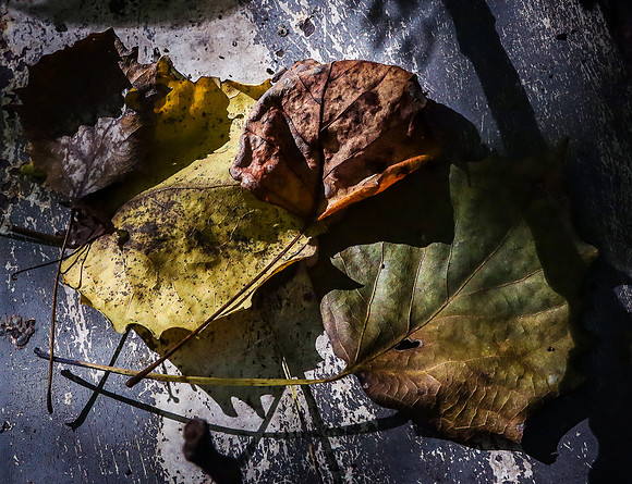 Remnants of Fall