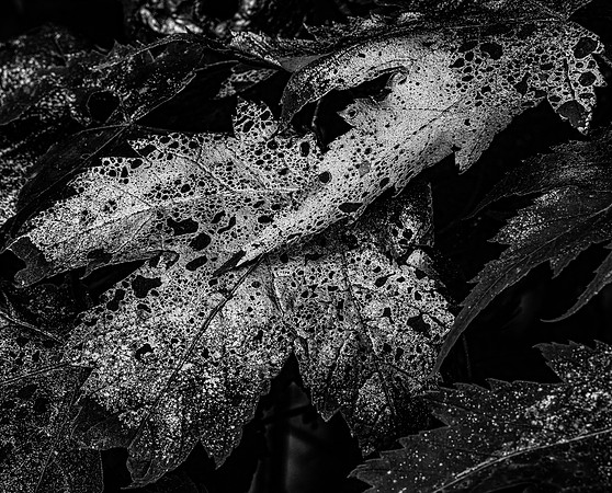 Overspray on Leaves